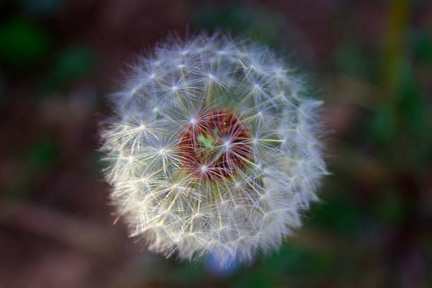 dente-de-leão - dandelion uncertainty flower single flower - fotografias e filmes do acervo