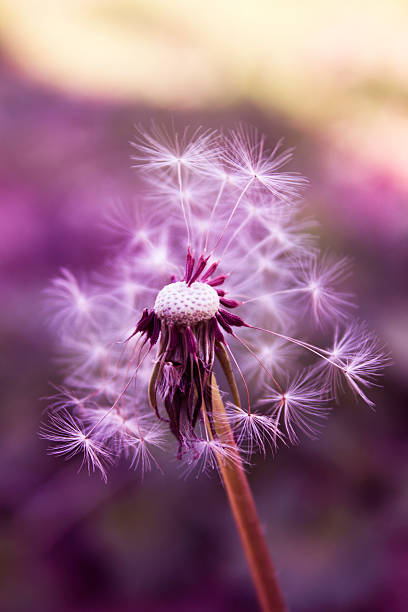 dandelon macro - dandelion uncertainty flower single flower fotografías e imágenes de stock