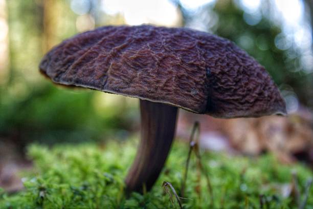 istock Close Up of a Large Mushroom Growing in Moss 527094267