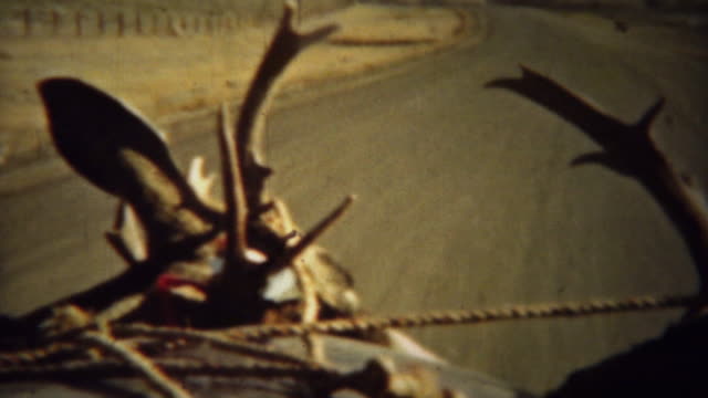 1939: Looking out car windshield driving with whitetail deer antlers.