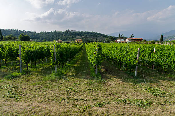 Weinberge in bardolino – Foto