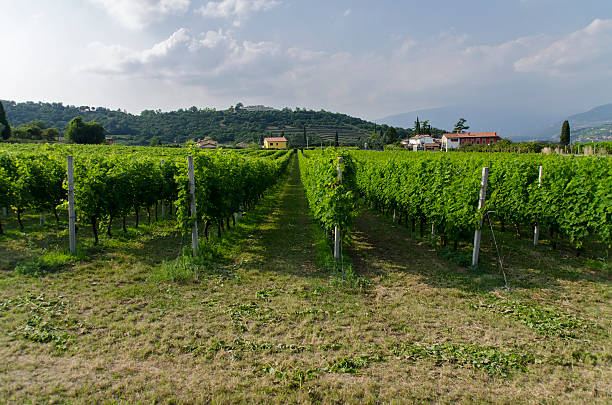Vignobles de bardolino - Photo