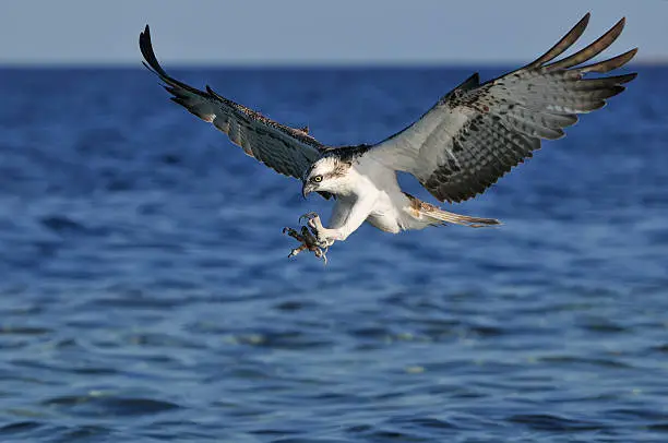 Photo of Osprey (Pandion haliaetus)