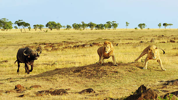 istock Masai Mara Cape Buffalo and Lions 527112929