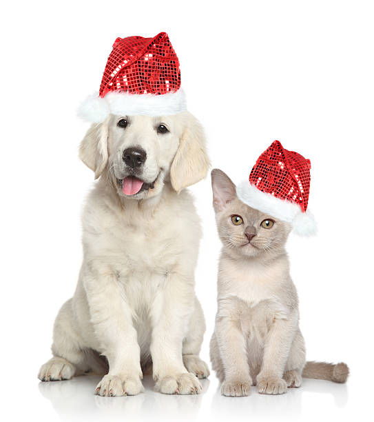 dog and cat in santa red hat - 金毛尋回犬 圖片 個照片及圖片檔