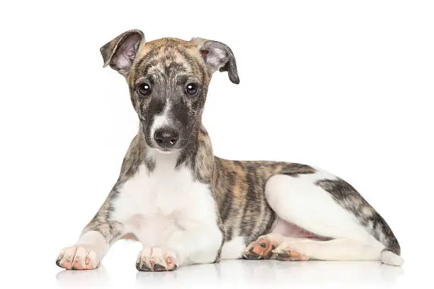 Whippet puppy lying on white background