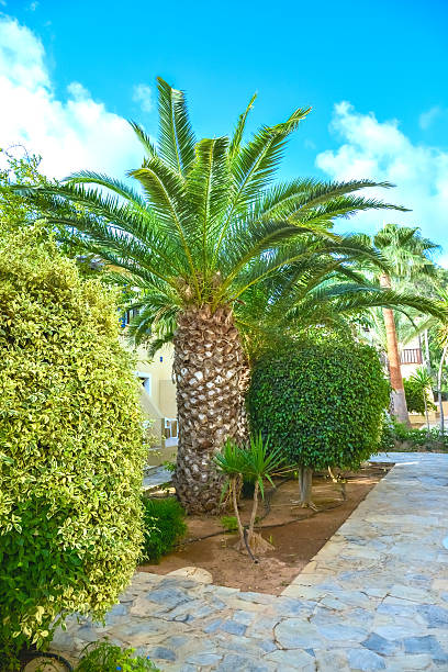 istock building green palm plant 527114175