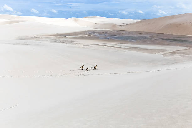 istock Lencois Maranhenses National Park 527114583