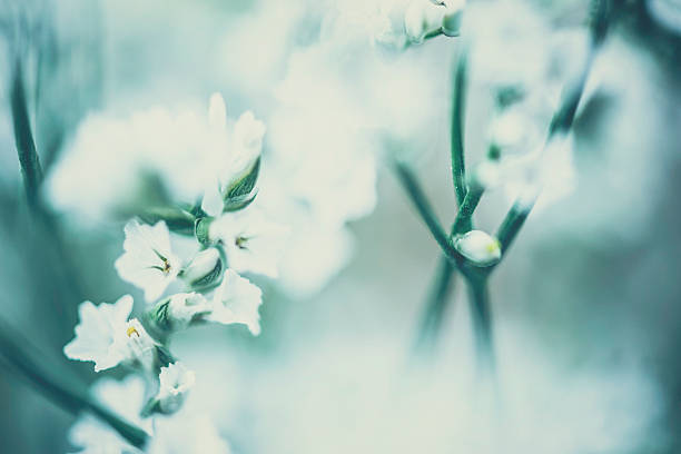 istock Soft dreamy green nature 527115011