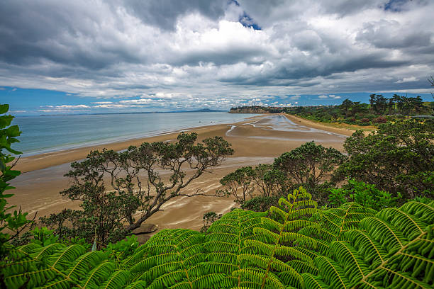 Long Bay Beach Long Bay Beach from inside of a forest rangitoto island stock pictures, royalty-free photos & images