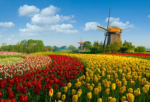 tulipanes y molino de viento - dutch culture windmill landscape netherlands fotografías e imágenes de stock