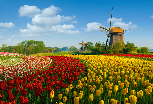 Colorful tulip field in front of a traditional Dutch windmills