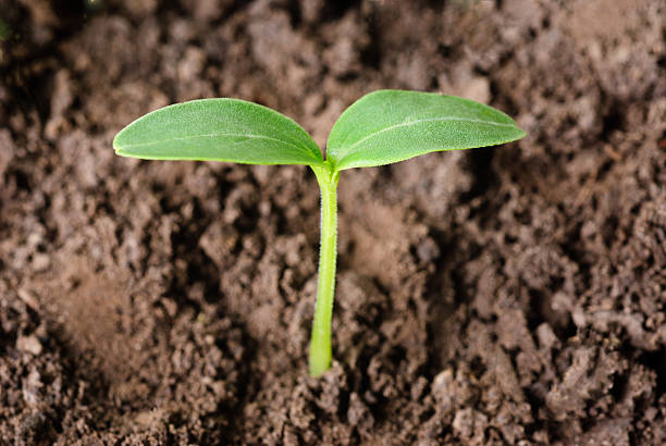 Small plant of cucumber