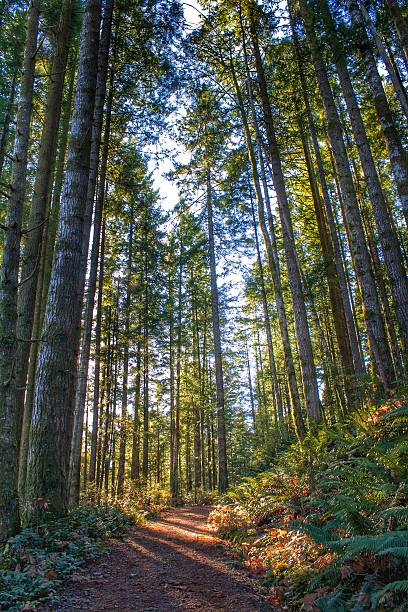 istock Glowing Sunlit Hiking Trail 527117451