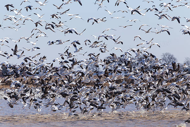 istock Snow Geese (Chen caerulescens) Burst from Cover 527117535