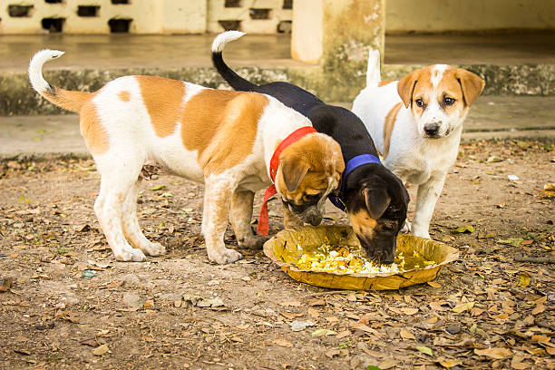 Young puppies eating on a leafy plate. Shot in A block RK hall, IIT kharagpur, dog group of animals three animals happiness stock pictures, royalty-free photos & images