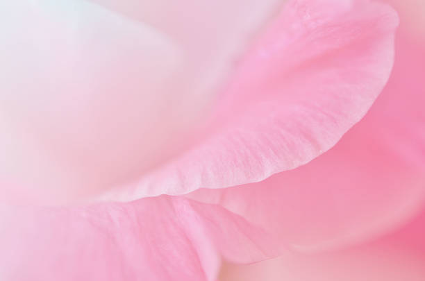 istock sweet flowers in soft style for background 527118631