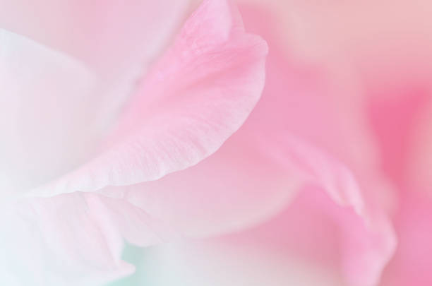 istock sweet flowers in soft style for background 527119255