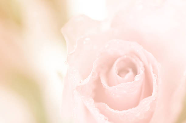 istock sweet flowers in soft style for background 527119287