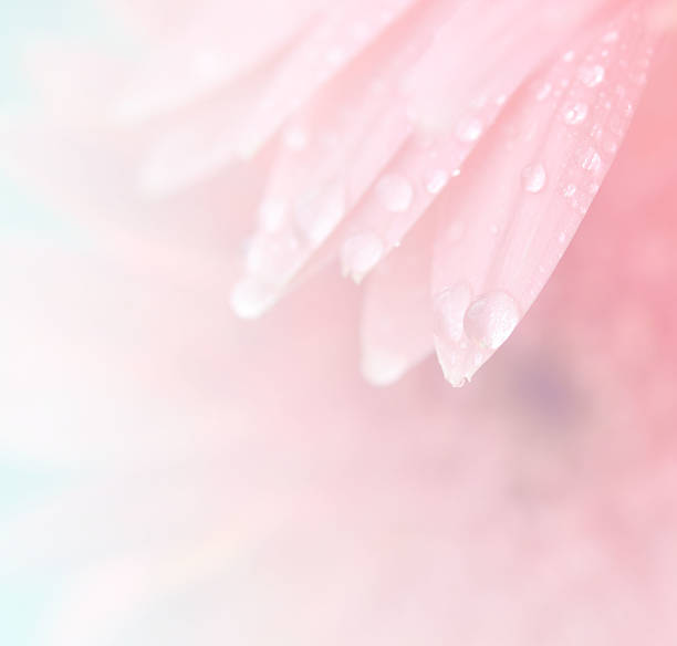 istock sweet flowers in soft style for background 527119309