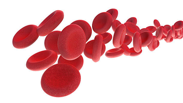 istock Red Blood Cells Flowing on white background 527135069