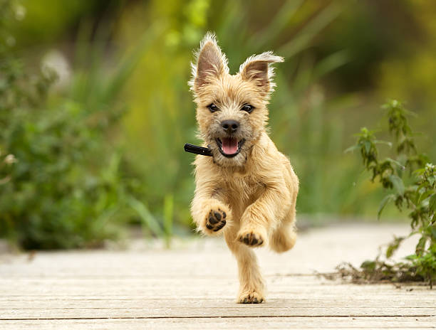 cairn terrier cachorrinho - terrier - fotografias e filmes do acervo