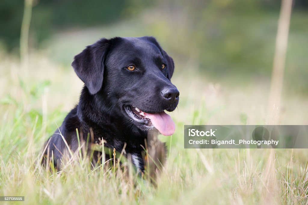 Leitung labrador Hund - Lizenzfrei Erwachsene Person Stock-Foto