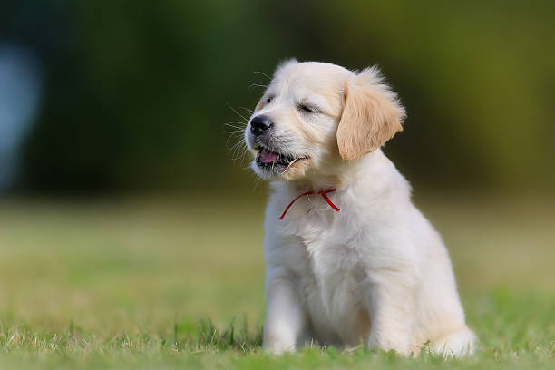 istock Sitting golden retriever puppy 527135657