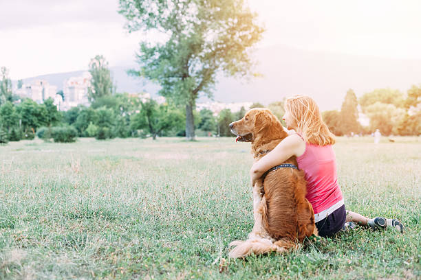 istock Golden retriever dog 527135837