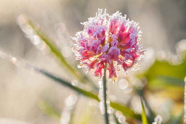 pink flower of a clover