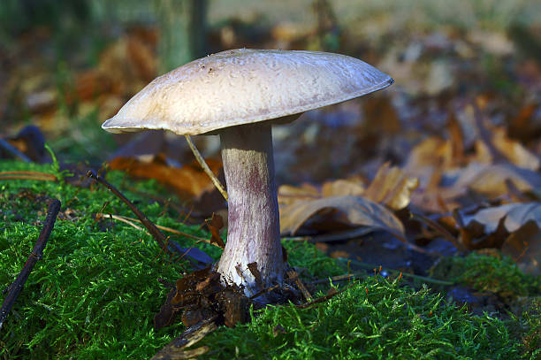 istock Goose Mushroom growing on moss 527136101