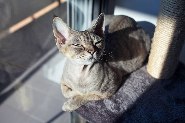istock Beautiful cat sitting on the scratching post 527136127