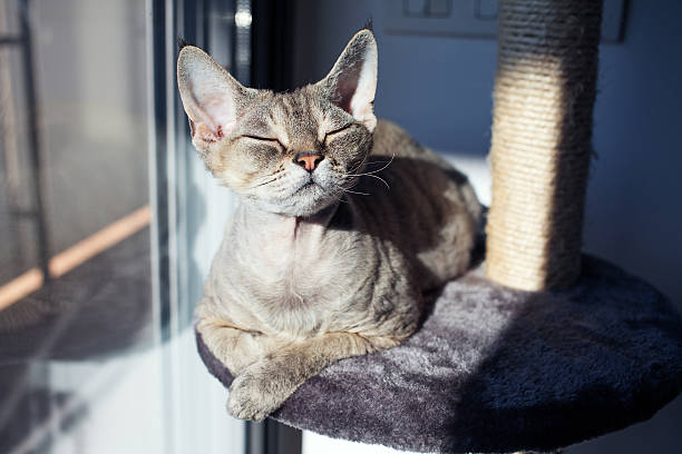 istock Beautiful cat sitting on the scratching post 527137311