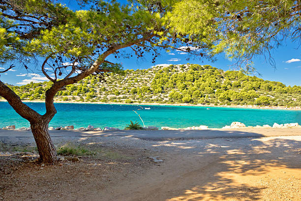 istock Turquoise pine tree beach of Croatia 527137415