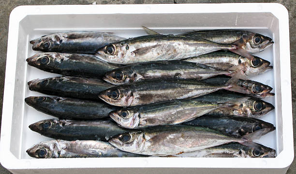 istock Mediterranean fresh horse mackerel 527137923