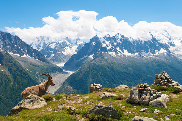 Mountain Goat in front of Mont Blanc panorama in French Alps Alpine Ibex in front of Mont Blanc panorama in the French Alps chamonix photos stock pictures, royalty-free photos & images