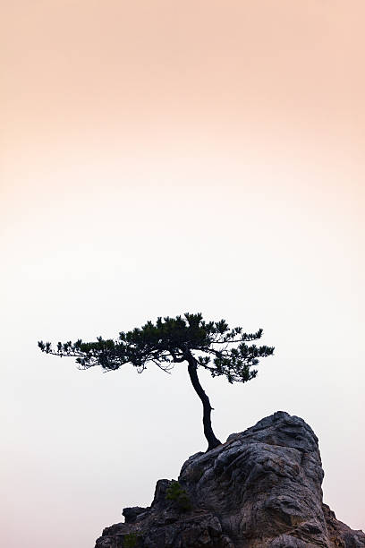 istock Silence - A Little Tree on a Little Rock 527138745