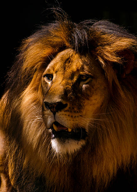 istock Lion Male Closeup 527167315