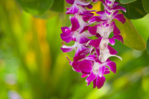 rosa pétalos en lei - hawaiian orchid fotografías e imágenes de stock