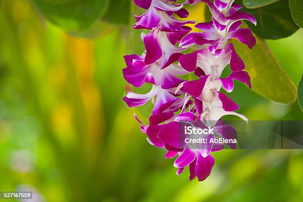 Pink Petals In Lei Stock Photo - Download Image Now - Floral Garland, Orchid, Hawaiian Culture