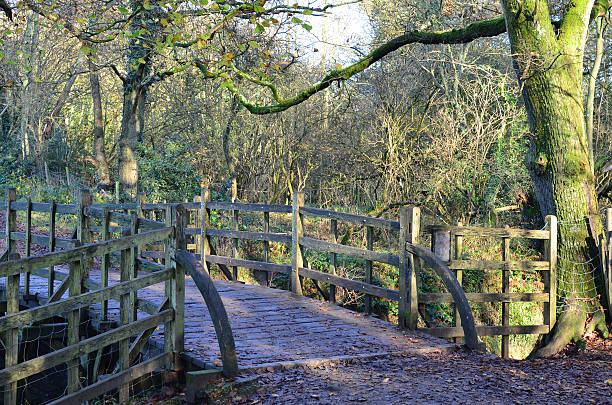 pasarela de madera en un marco rodeado de bosques. - winnie the pooh fotografías e imágenes de stock