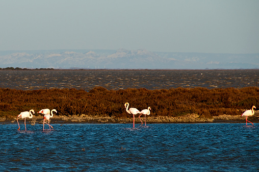 a group of flamingos in the Camargue fishing in an inlet protected by a strip of land