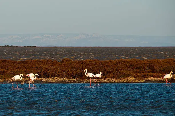 Photo of pink flamingos in the Camargue