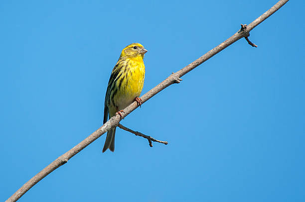 Male European Serin (Serinus serinus) Male European Serin (Serinus serinus) serin stock pictures, royalty-free photos & images