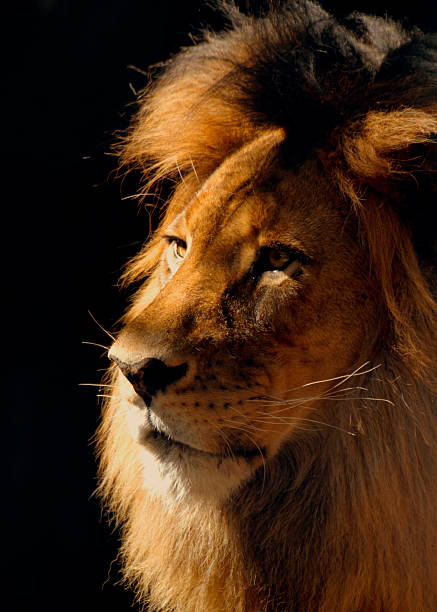 Lion Male Closeup stock photo