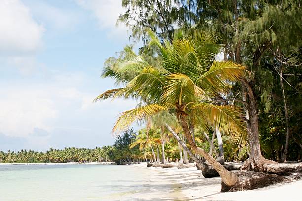 istock Beach in Punta Cana, Dominican Republic 527169865