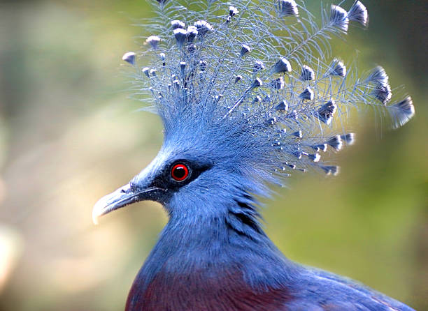 istock Victoria Crowned Pigeon (Goura Victoria) 527191193