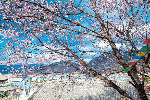 pink blossom sukura flowers on a spring day in china
