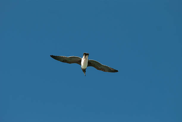 Photo of The bird flying in the blue sky