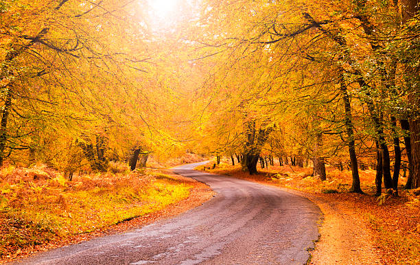 Route through orange and golden trees in the New Forest Golden tones accentuated by the low autumn sun - an idyllic location for walking and cycling new forest photos stock pictures, royalty-free photos & images